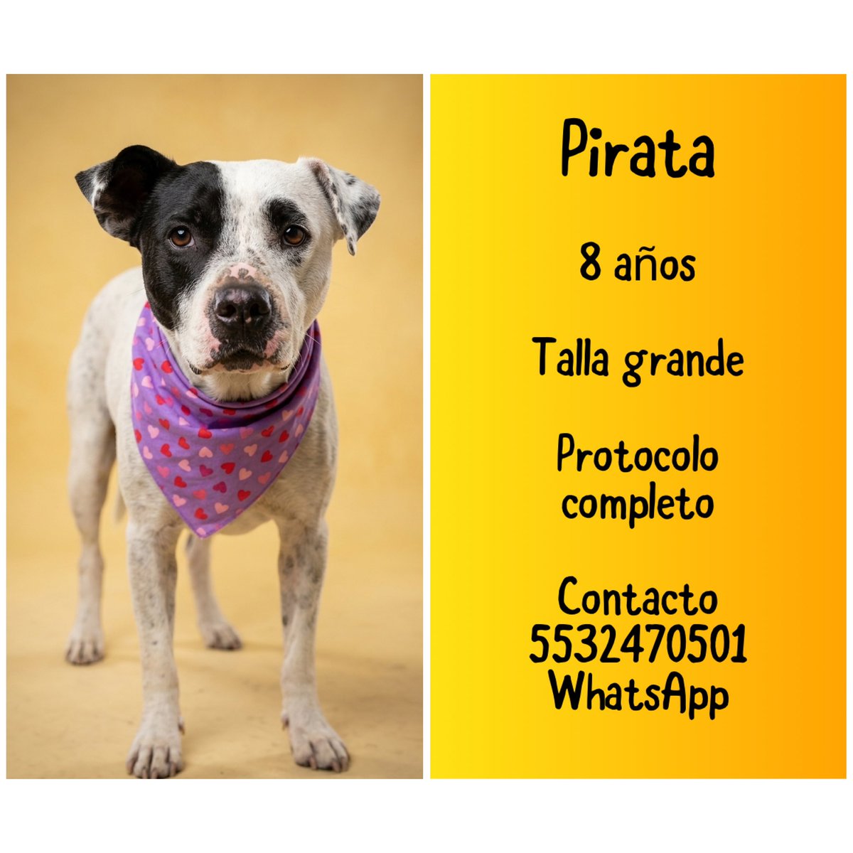 𝙷𝚎𝚕𝚊 𝙼𝚘𝚛𝚎 🐶 tweet media