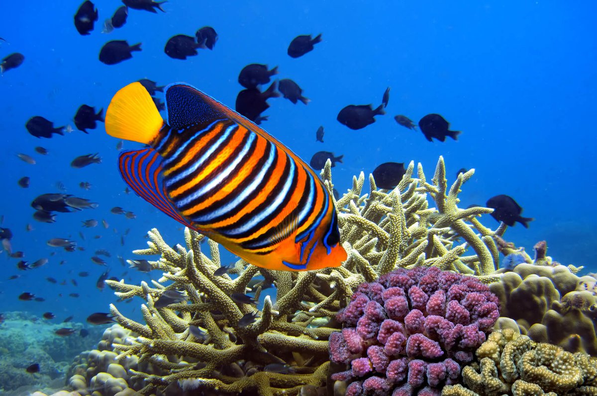 SecretFlying's tweet image. #Portland, Oregon to #Kona, Hawaii (&amp;amp; vice versa) for only $276 roundtrip with United Airlines #Travel

secretflying.com/posts/portland…