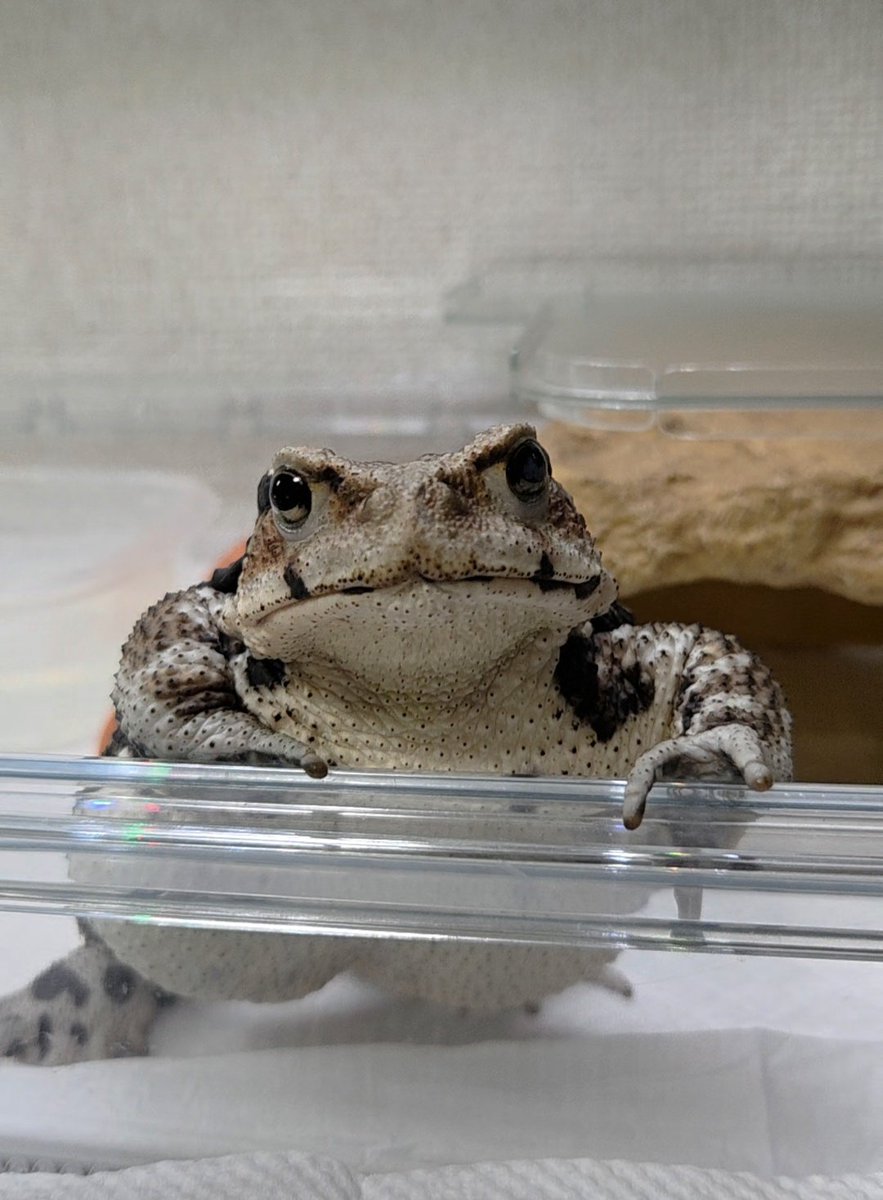 zyuji13's tweet image. チャーちゃんは、お利口さんというか、頭がいいというか、表情、態度はとにかく豊かで、本当に本当にいいコでした😌💓

具合が悪くなって吐いた事が２回あったけど、どちらも、もうすぐ帰宅する夕方からで、しかも、必ず次の日は私が休みの日🤔
#アズマヒキガエル
#Human