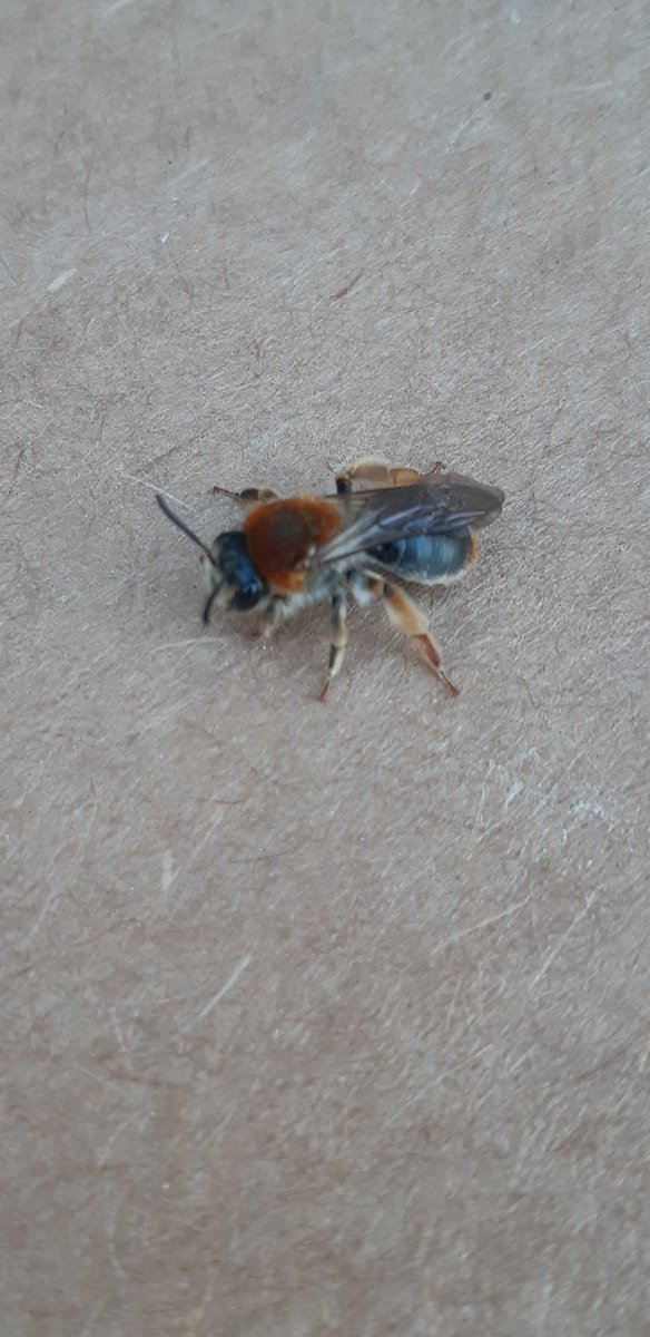 Steve Botham tweet media