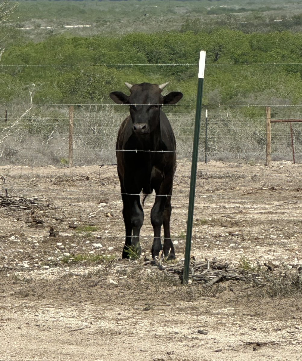 🌴🐸 The Story Teller tweet media