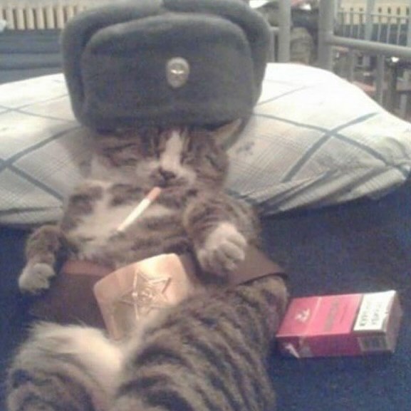 Punch Cat tweet media