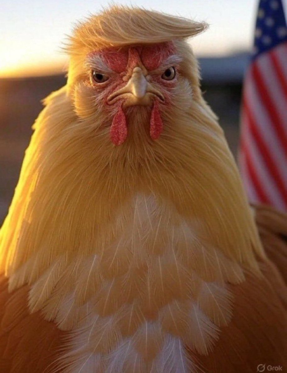 مِهدی tweet media