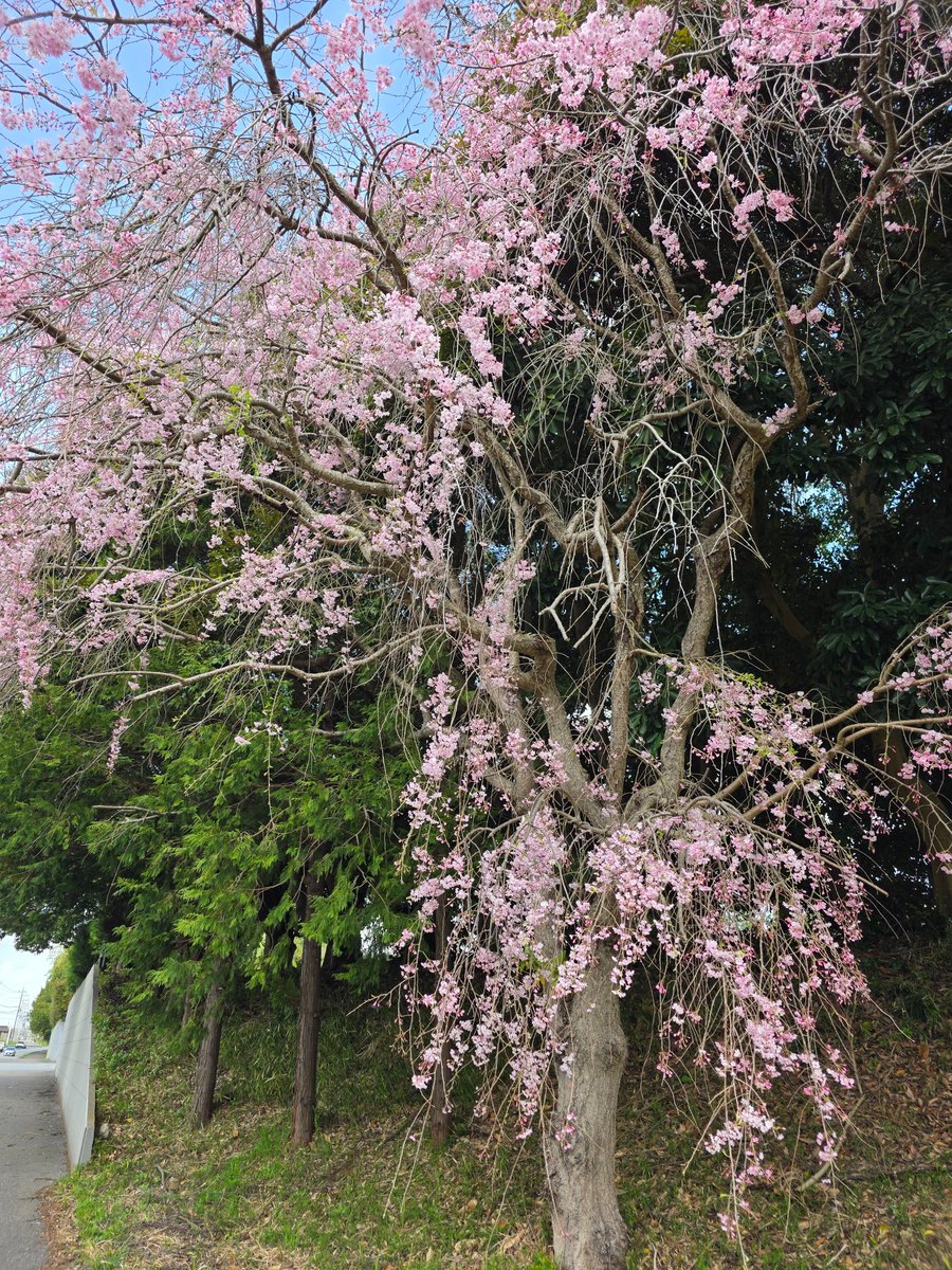 内外マリアブル株式会社 tweet media