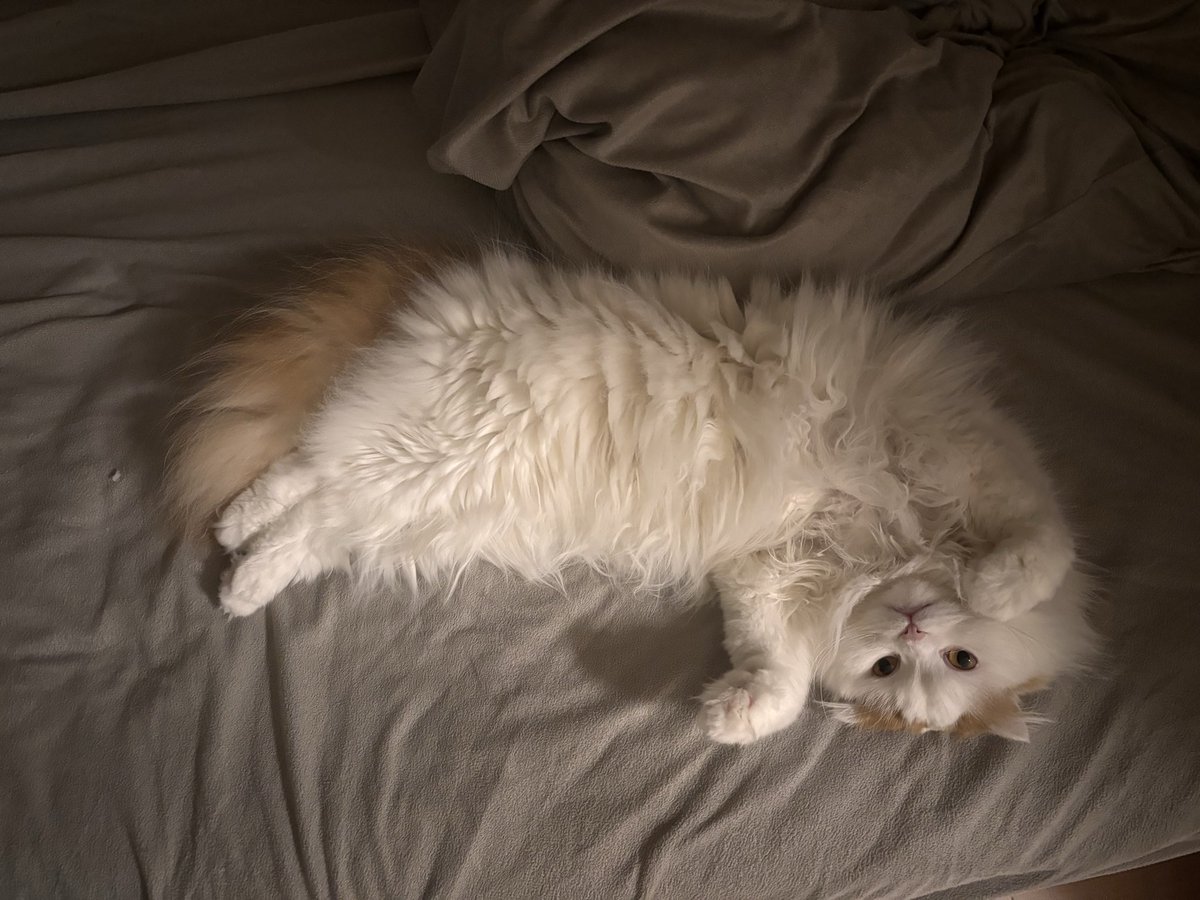 BLACK🐈 tweet media