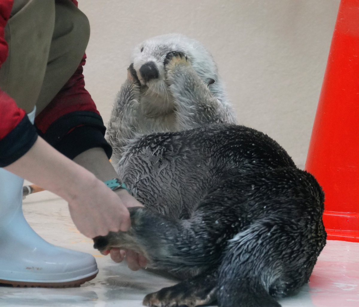 マリィ🦦🦦🌼 tweet media