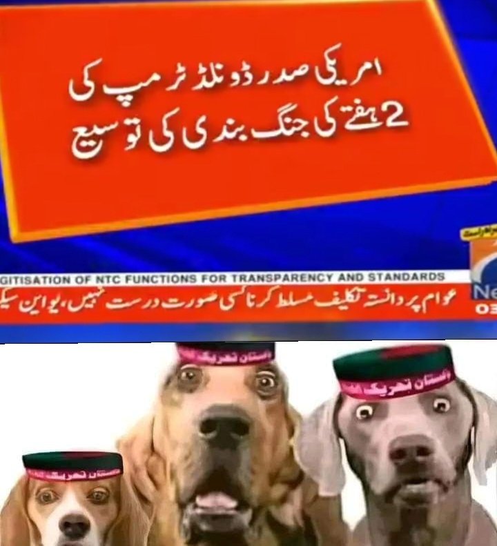 میاں عامر 🦁 tweet media