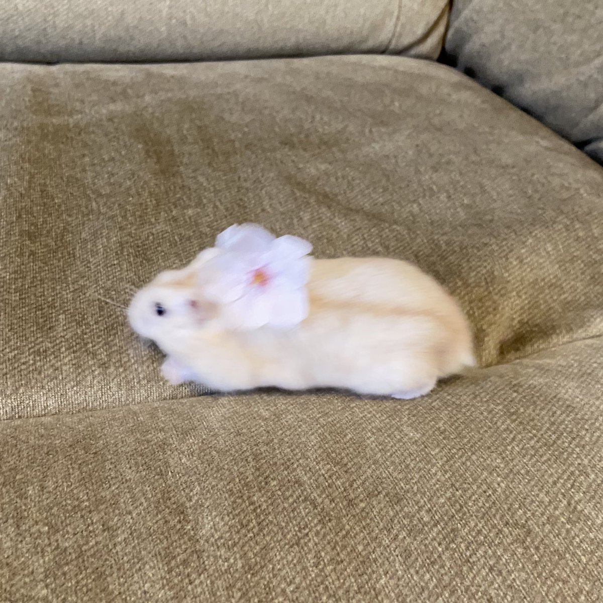 チャア子の輝き✴︎フトシも照らす tweet media