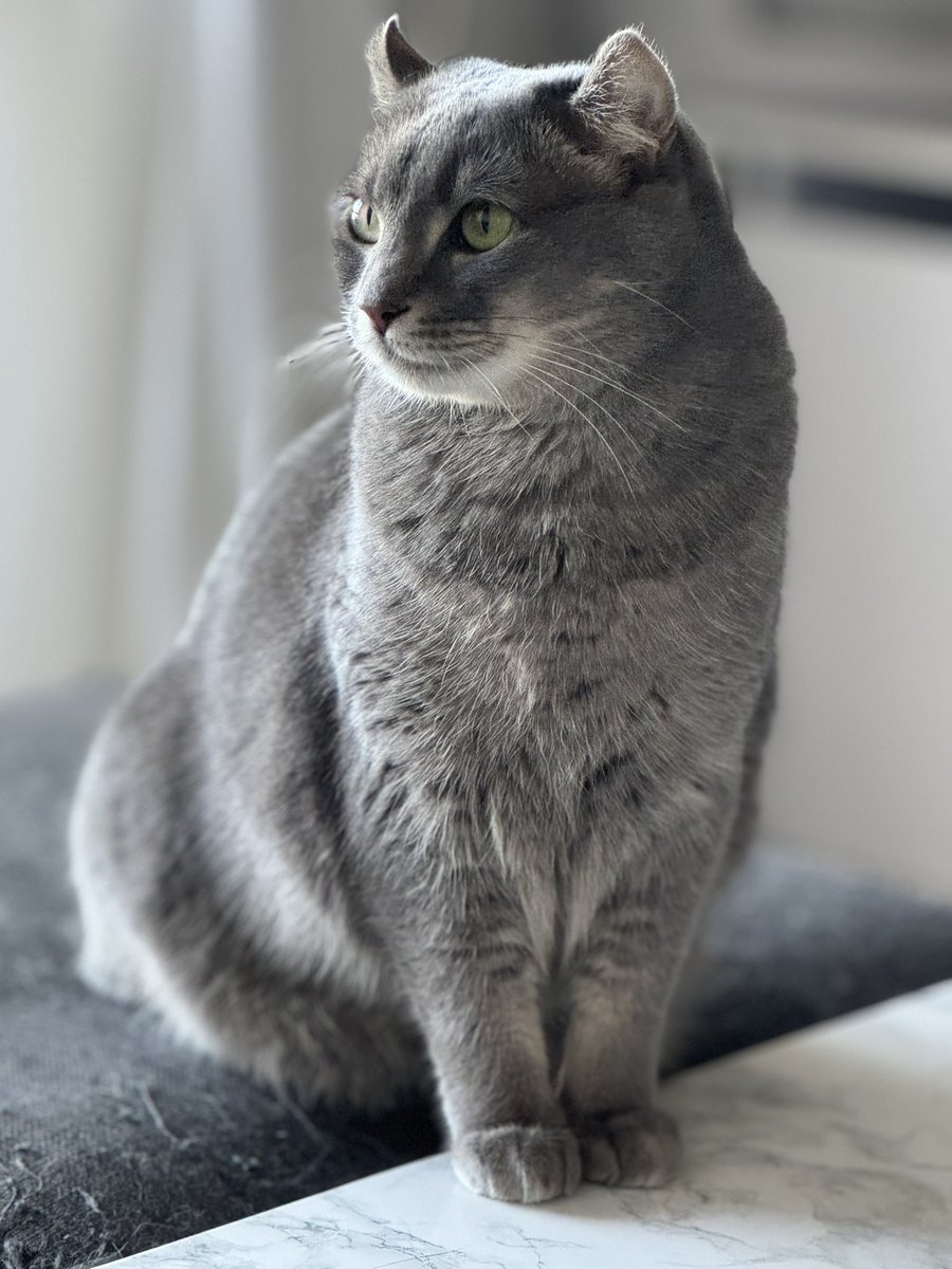 にゅう_ジン_ブリ tweet media