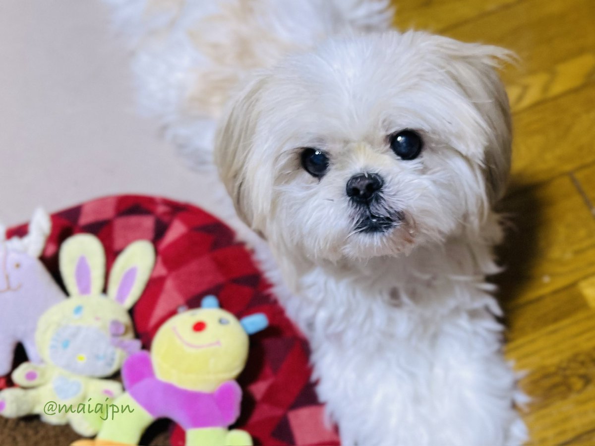 なつき🌿モカ🐾 tweet media