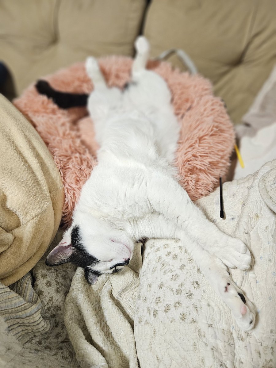 きりこ tweet media