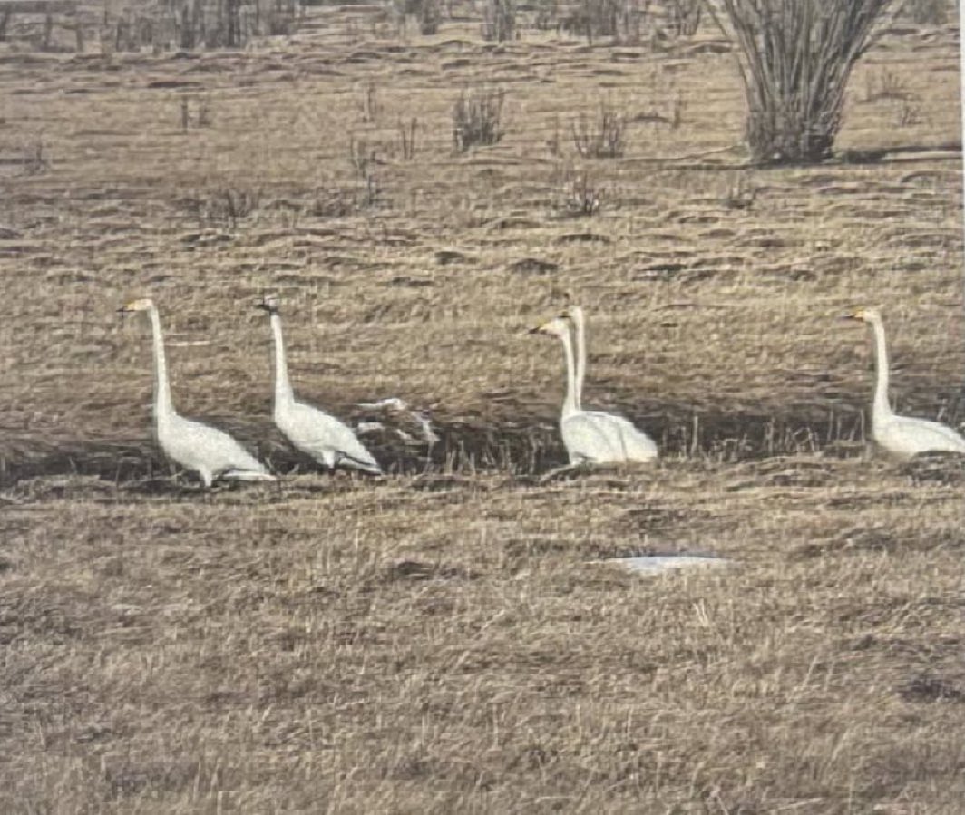Иншүрко даатгал tweet media