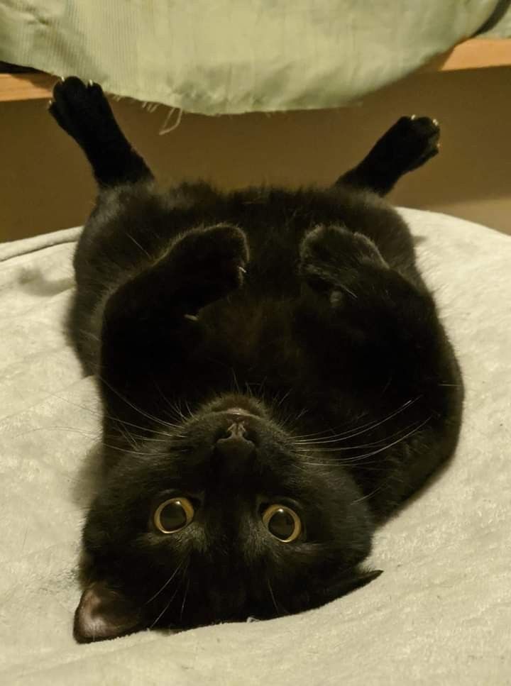 Black cats are not bad luck (@visualscat) on Twitter photo 