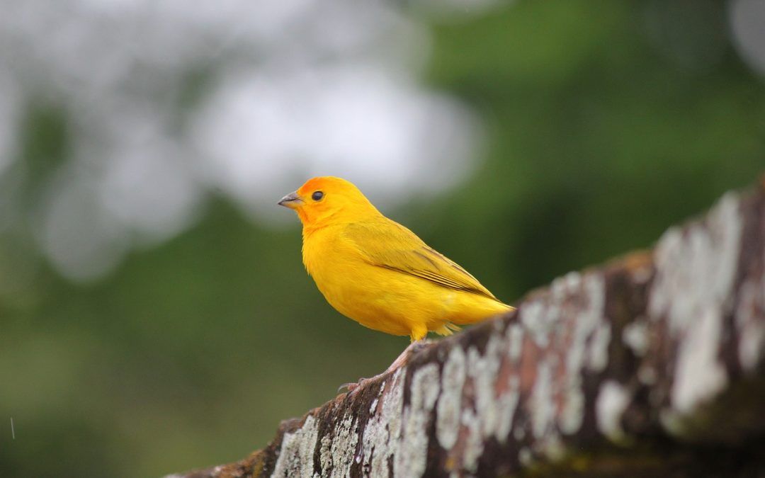 annettefranz's tweet image. Canary In The Coal Mine: Early Warning Signs From The Inside - CX Journey™ buff.ly/QTB3h36 The canary doesn’t cause the problem; it reveals it early. Ignore the signal, and you’re walking straight into danger. #leadership #listening #learning #employeeexperience