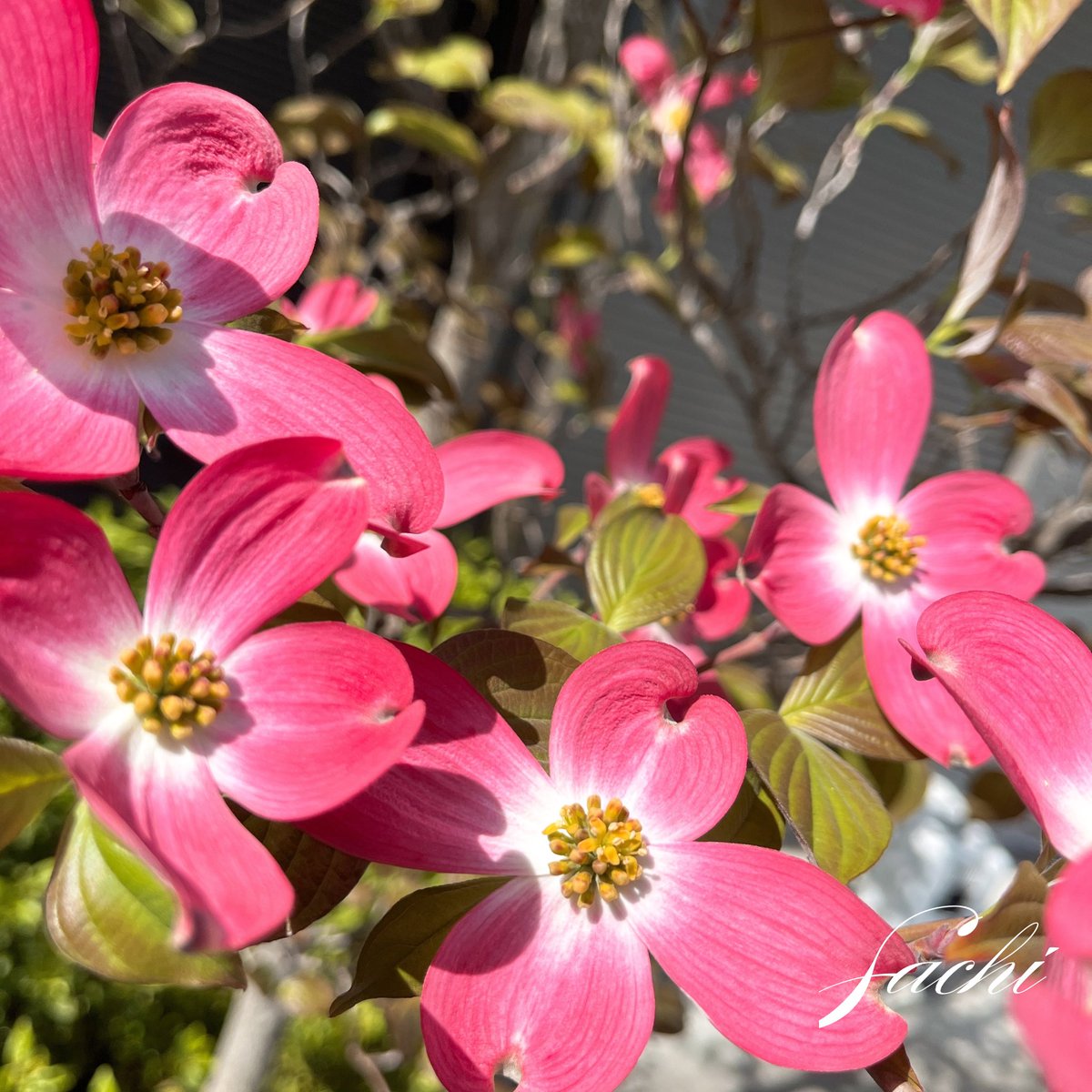 さち🌻 tweet media