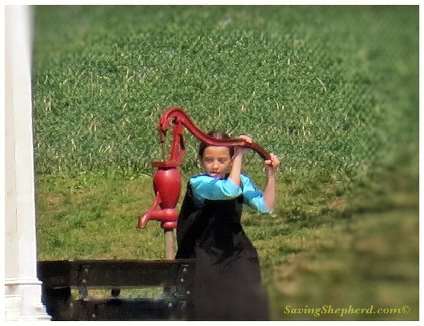 Saving Shepherd tweet media