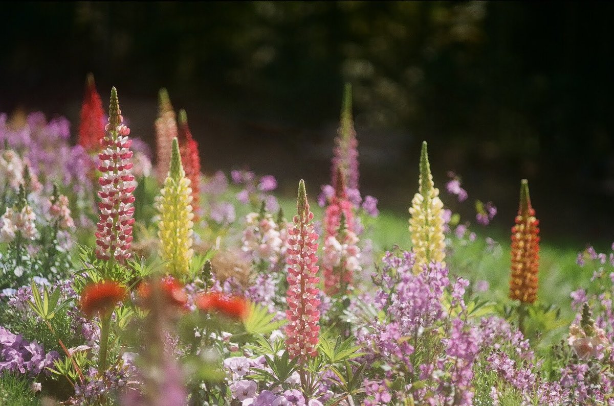 Laxmi777's tweet image. おはよ。
固定資産税ソッコー支払ったすいよ。

Konica FP  1962Japan
Konishiroku Hexanon135/3.5
Fuji 100 期限切れフィルム
#film #filmphotography #filmcamera #チャンプカメラ #フィルム写真 #フィルムカメラ