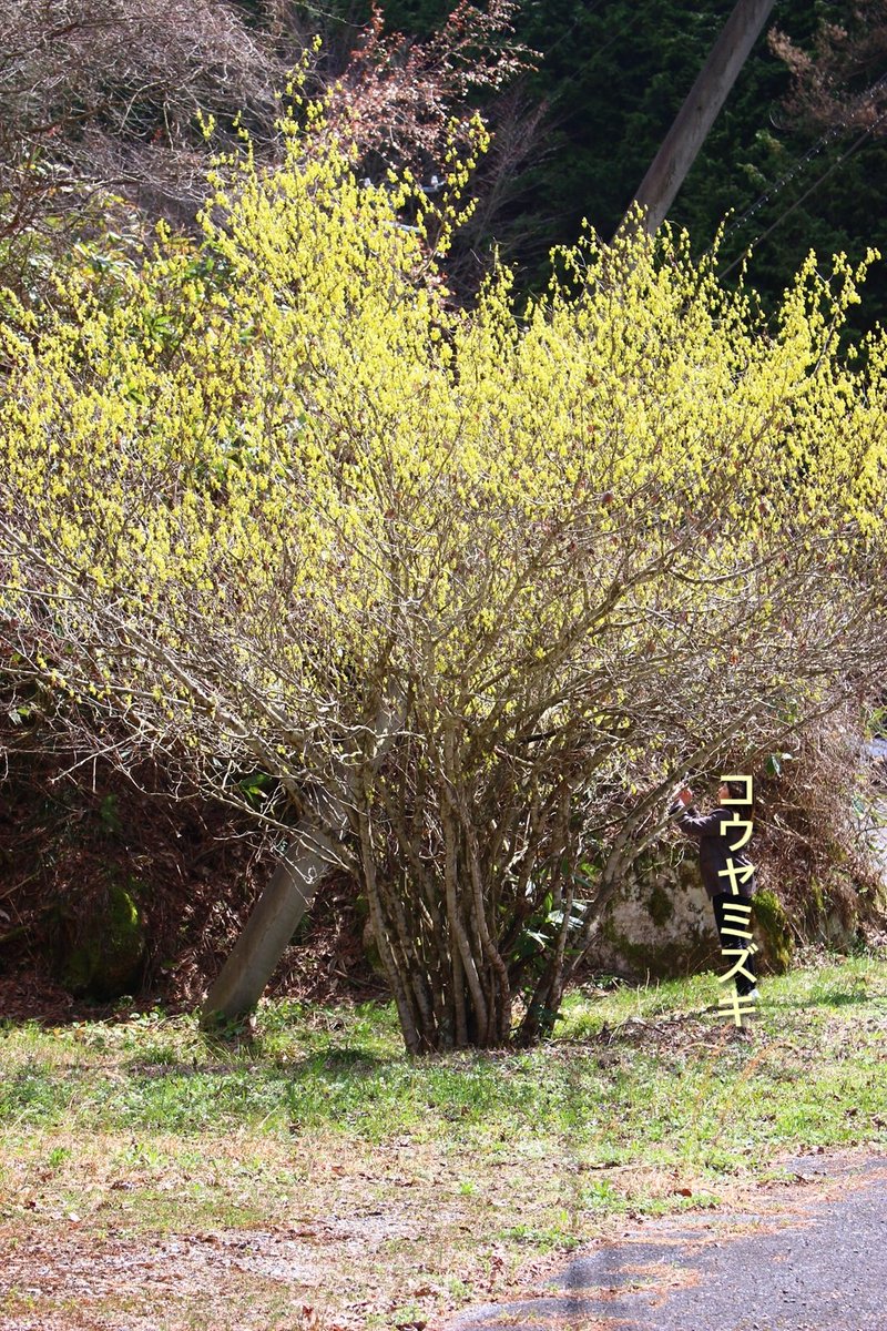 asianticjp's tweet photo. 島根県の準絶滅危惧に指定されているコウヤミズキが見頃‼️
場所は邑南町伏谷の町道沿いに群生しています。
グーグルマップでは検索できませんが金渕集会所周辺に車を止めるスペースがあり、コウヤミズキの大木も側にあります
可愛い黄色い花を眺めていると癒されます😊 https://t.co/v72v7GZDWe