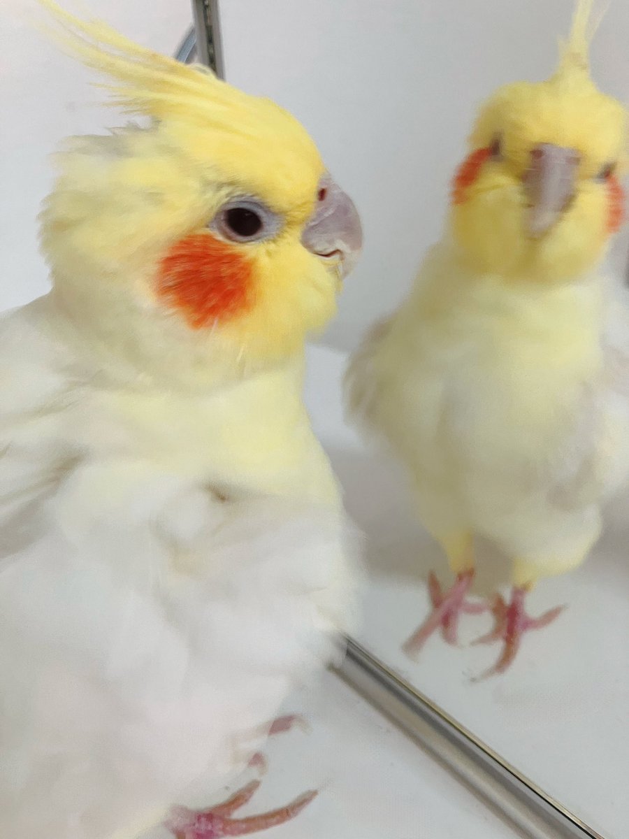 うさこ tweet media