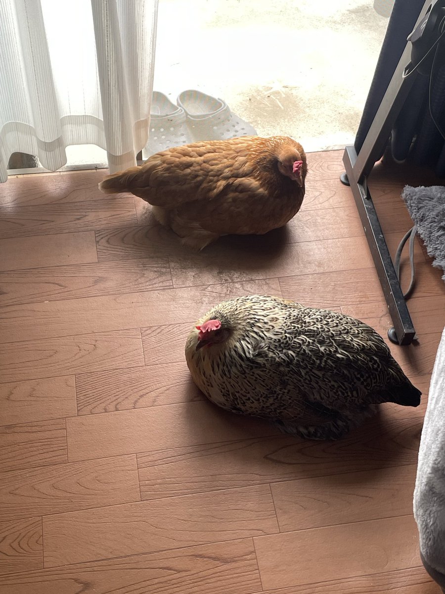 さかしょー tweet media