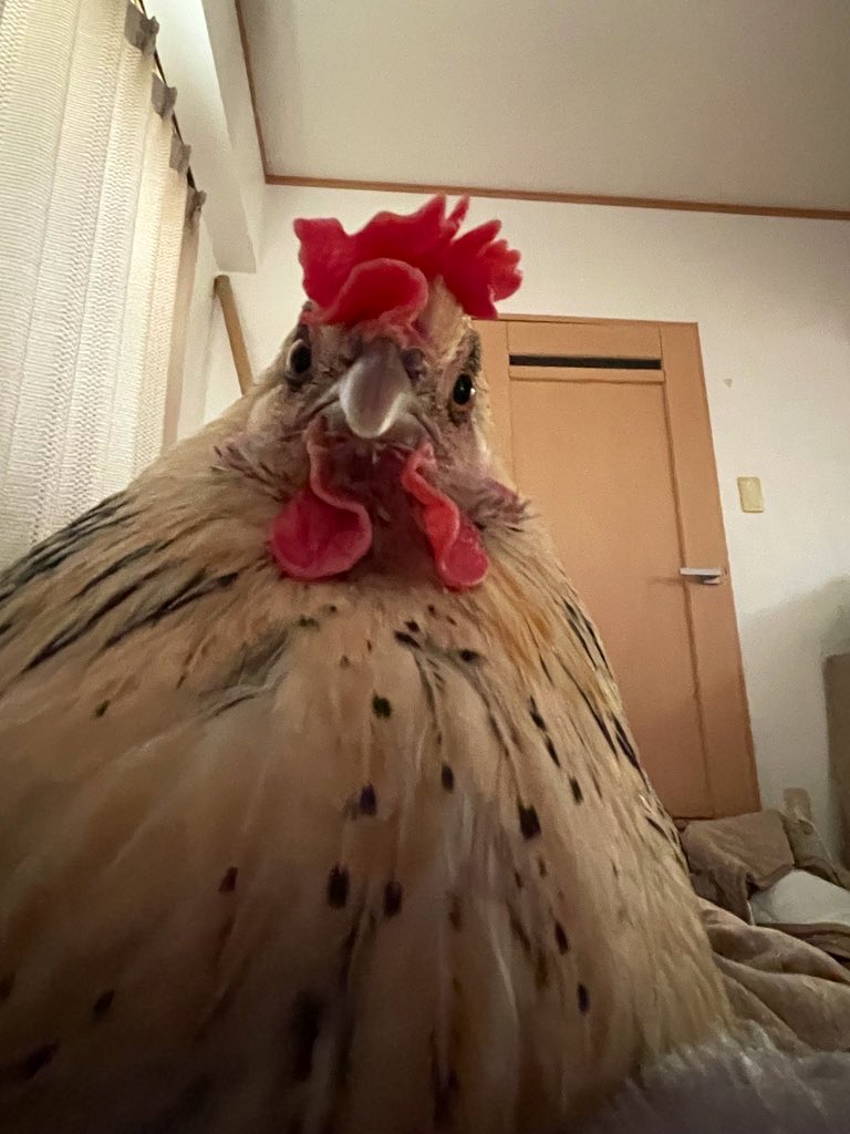 さかしょー tweet media