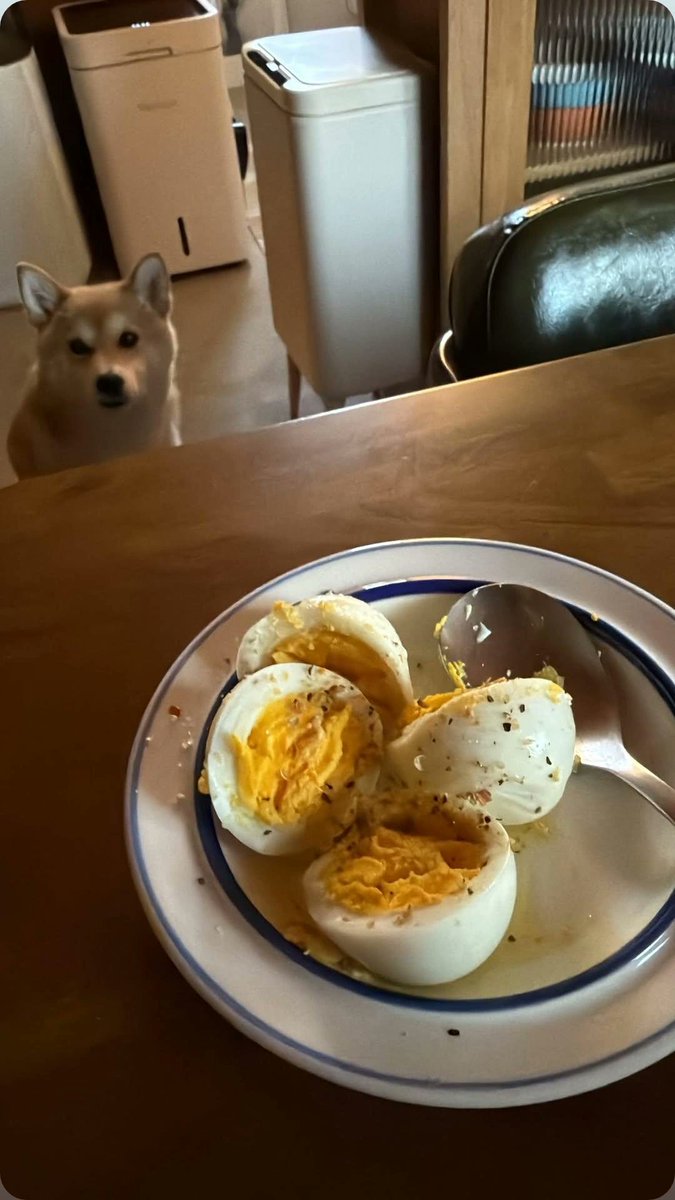 핫카이브 tweet media