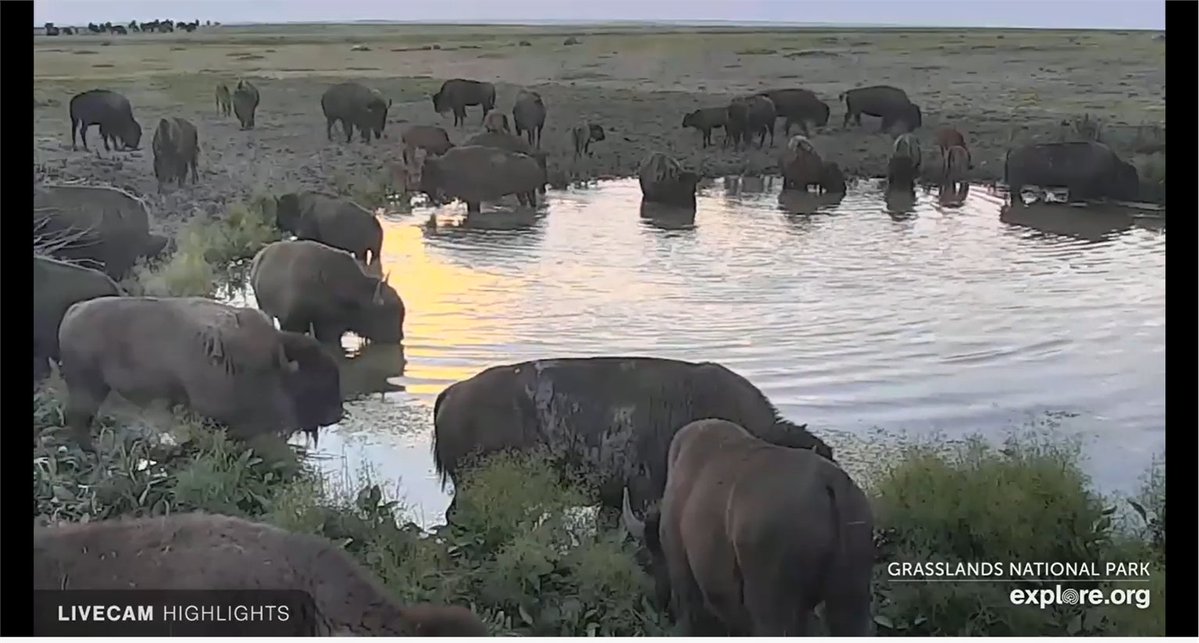 SaskPCAP's tweet photo. Can’t venture out this summer? You can still experience the native prairie from your own home!  Check out the https://t.co/P4e5KNfCIf cameras, livestreaming bison in #GrasslandsNationalPark. Do you see any spring calves?
https://t.co/AxiutQIQDS
#pcapprairie #exploresask https://t.co/Hl5jE3QKiG