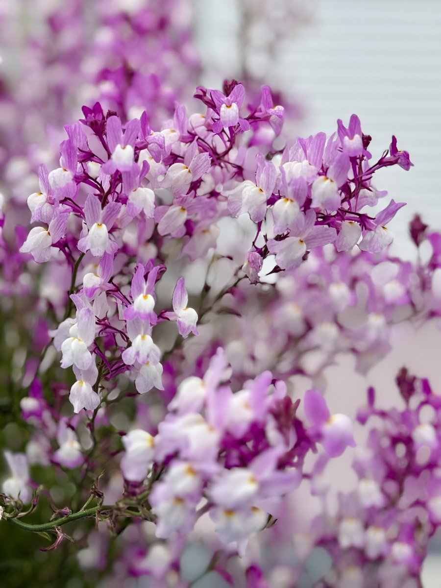 宮さん「G's 」Sphery Rendezvous名古屋2days東京ファイナル2days tweet media