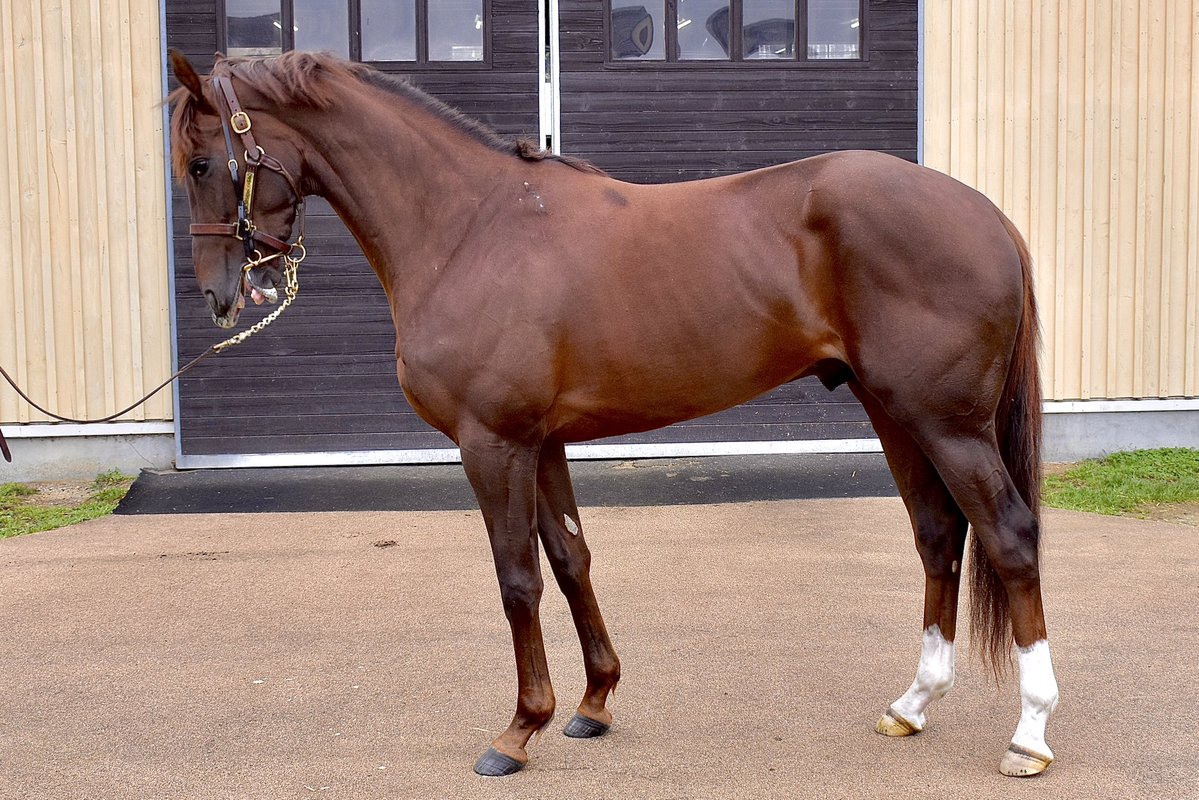 タケ坊@馬なり単走🍡 tweet media