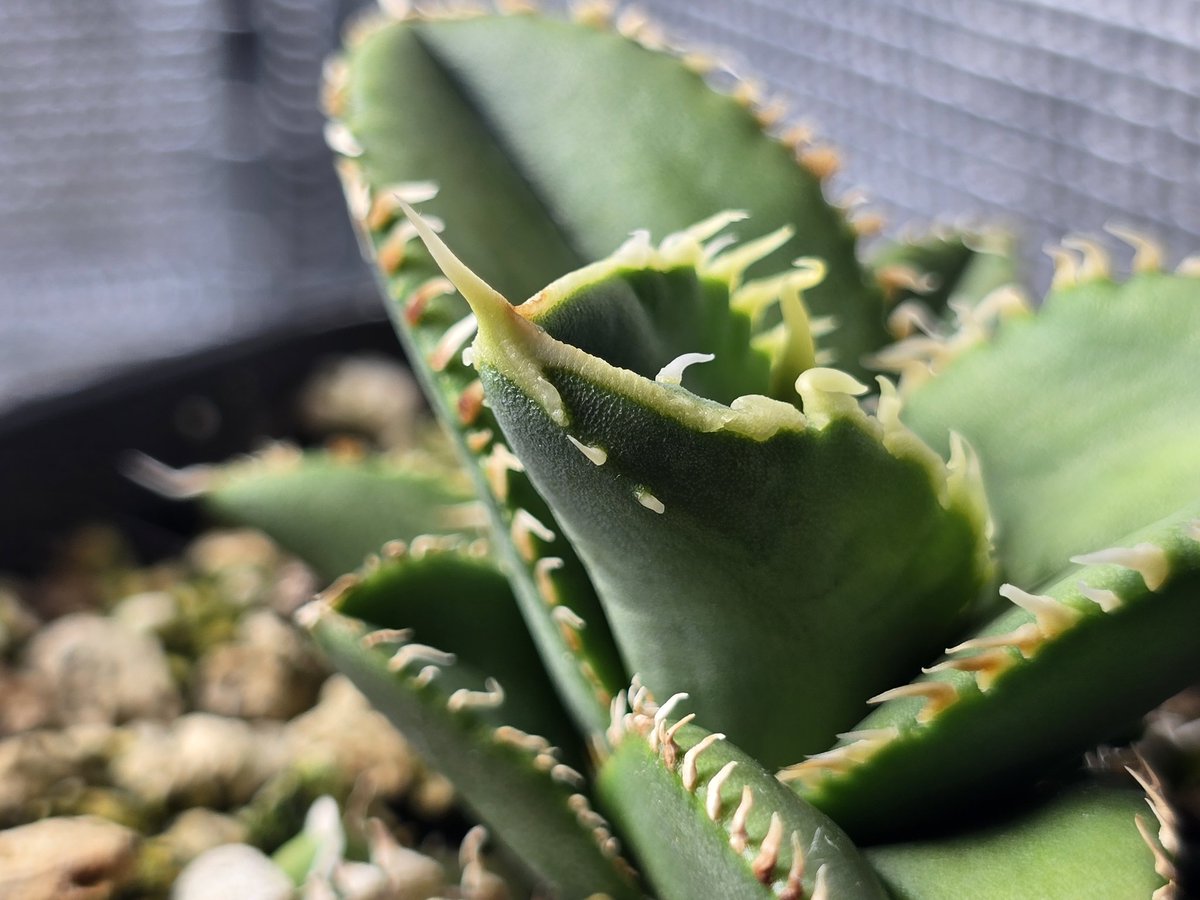 AGアガベ垢 tweet media