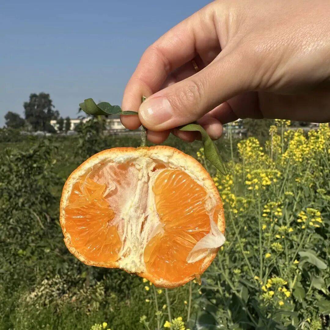 Агапова Елена tweet media