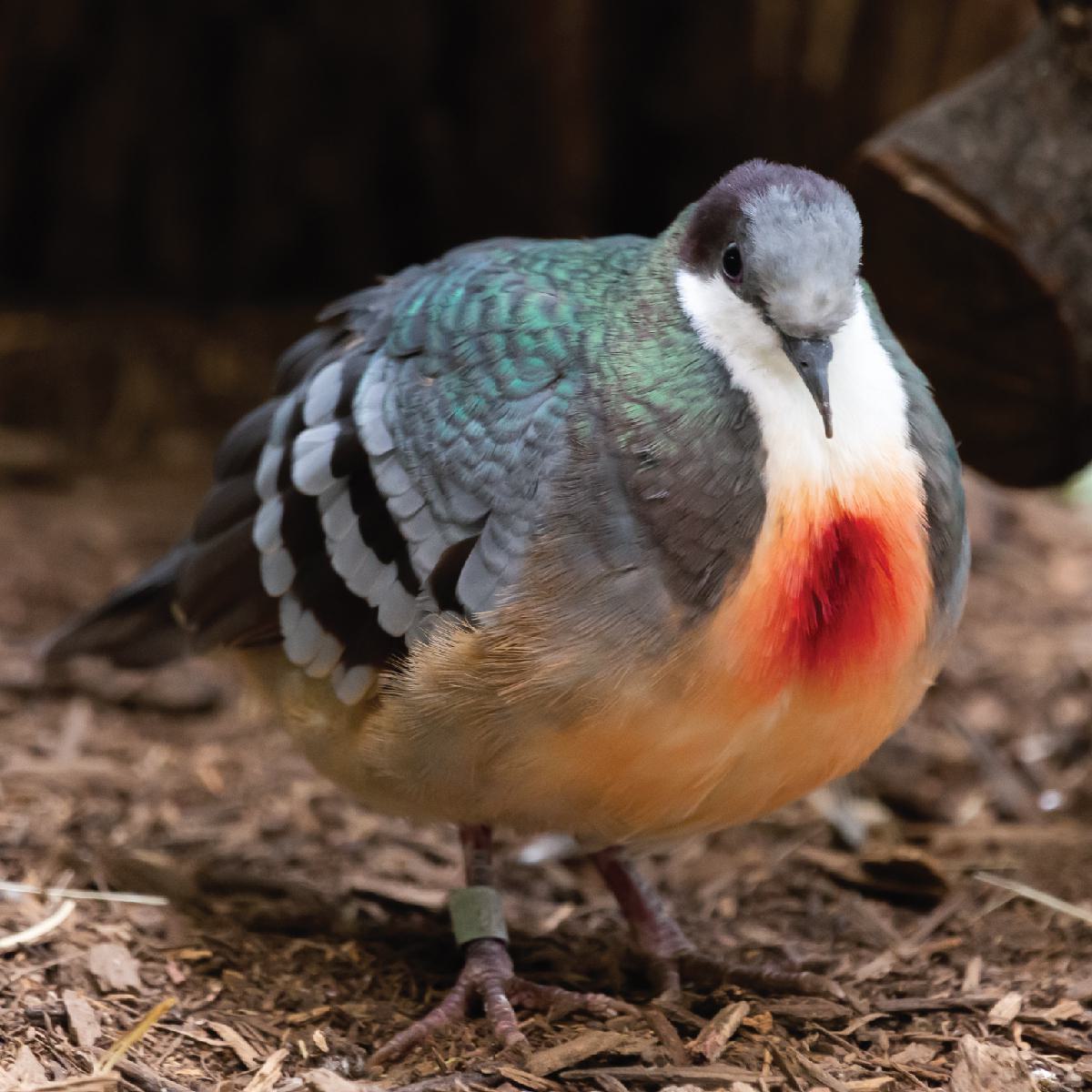 Fanfare ◎ tweet media