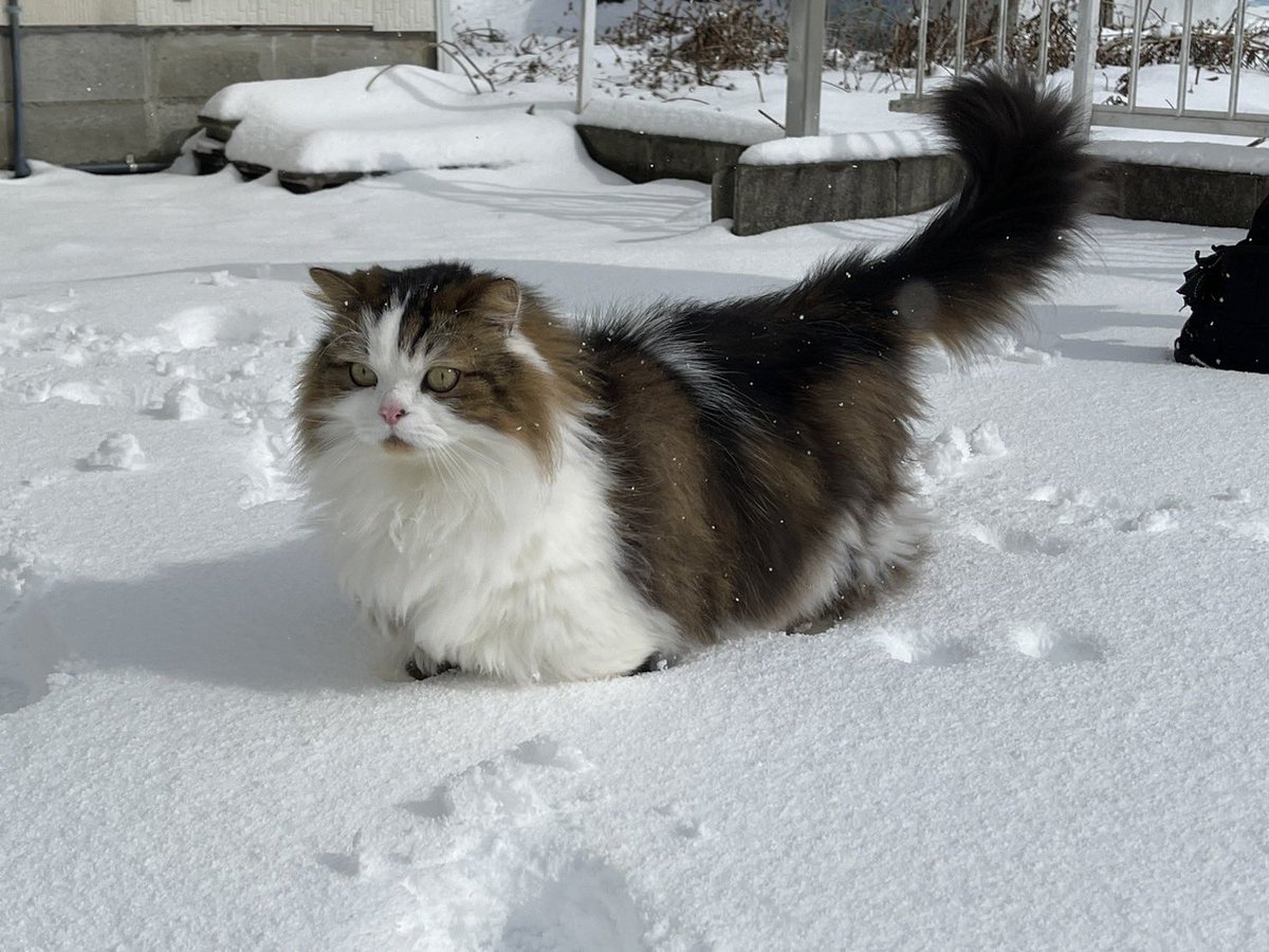 つっきー♡ tweet media