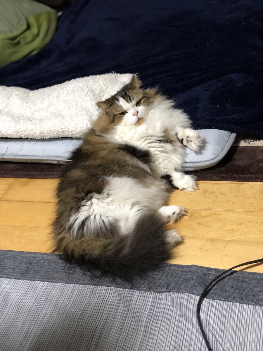 つっきー♡ tweet media