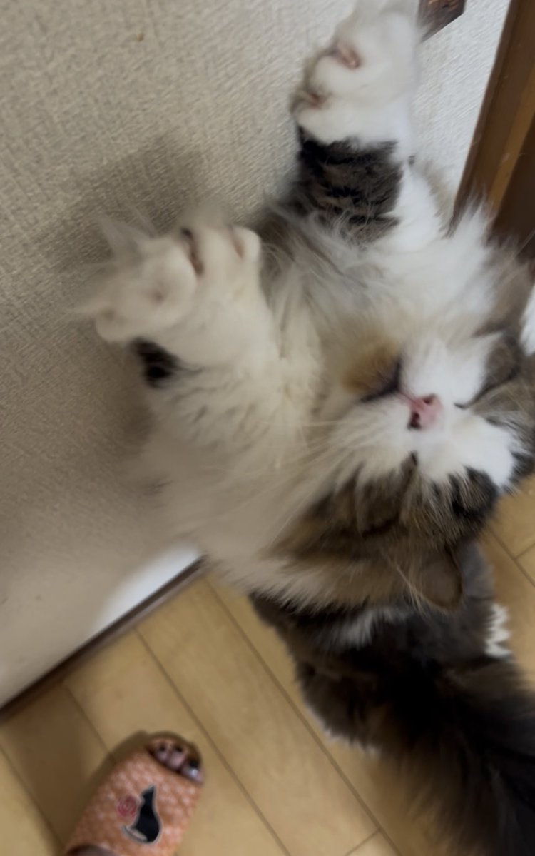 つっきー♡ tweet media