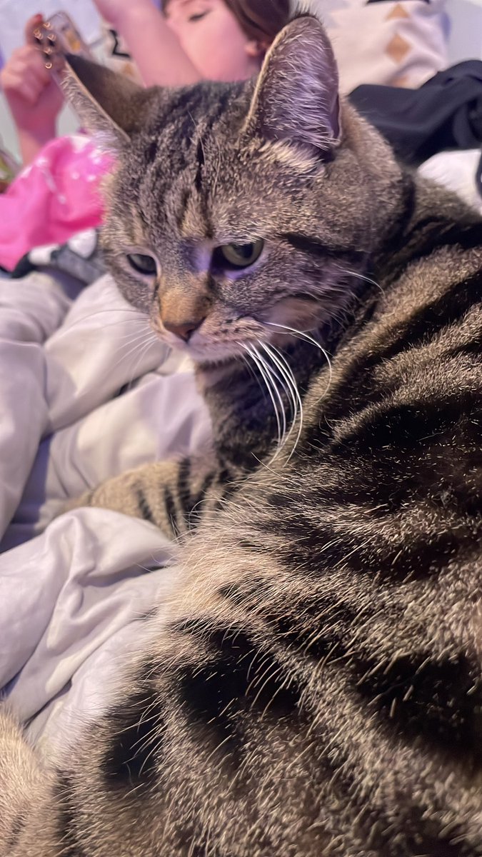 kitty 🐾 tweet media