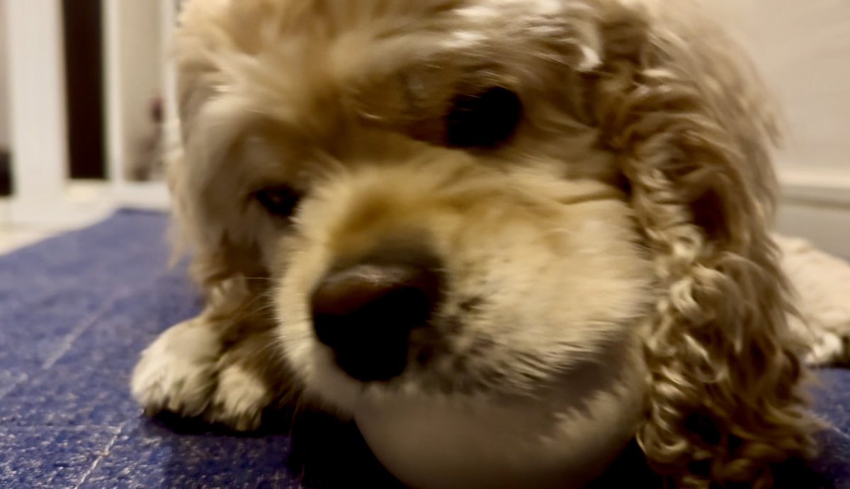 おりぴ@アメコカ🐶かいぬし tweet media