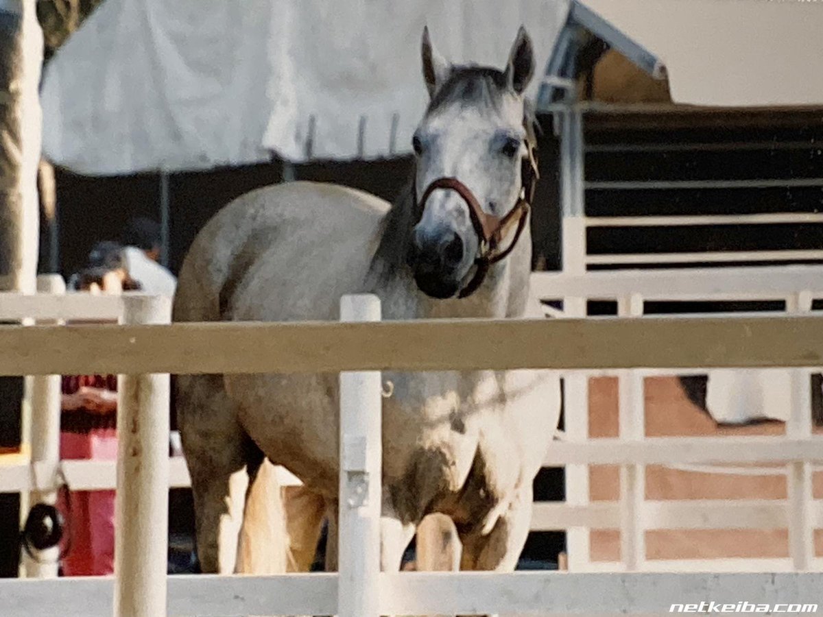 DailyOguriKyapp's tweet image. Oguri Cap Daily   
Day 286