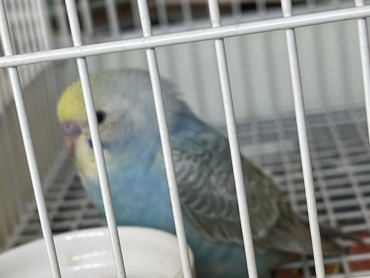 八ケロ・カエルブリード研究所 tweet media