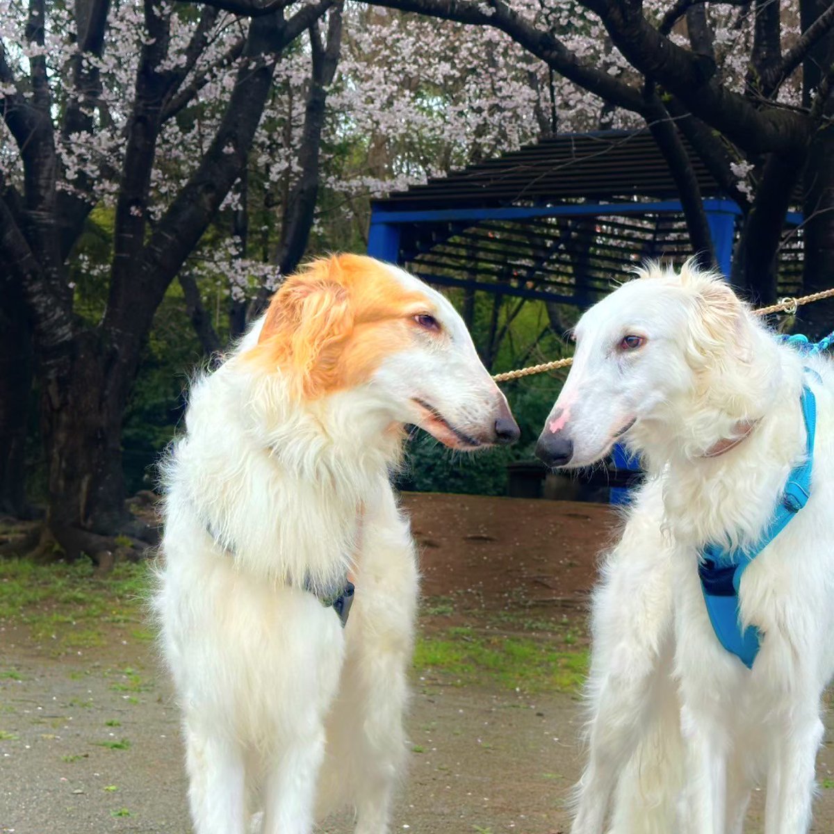 BOW355's tweet photo. なのでデザインの構成は昔飼っていた子達は一番上にして何処と無く空から見守ってる雰囲気をイメージし、今現在飼ってる子達はその下に来るように描いています。

#lithograph #lithography #版画 #リトグラフ #手彩色 #透明水彩絵具 https://t.co/zTof7J9uUj