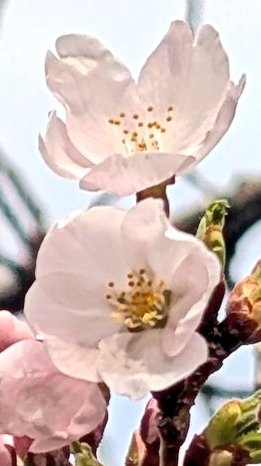 シン・怪物くん@お手てやっこくヨロシクです♪d(*'-^*)b♪ tweet media