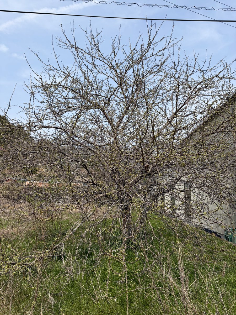 りんご＠夢を叶えて幸せに生きるシニアライフ tweet media