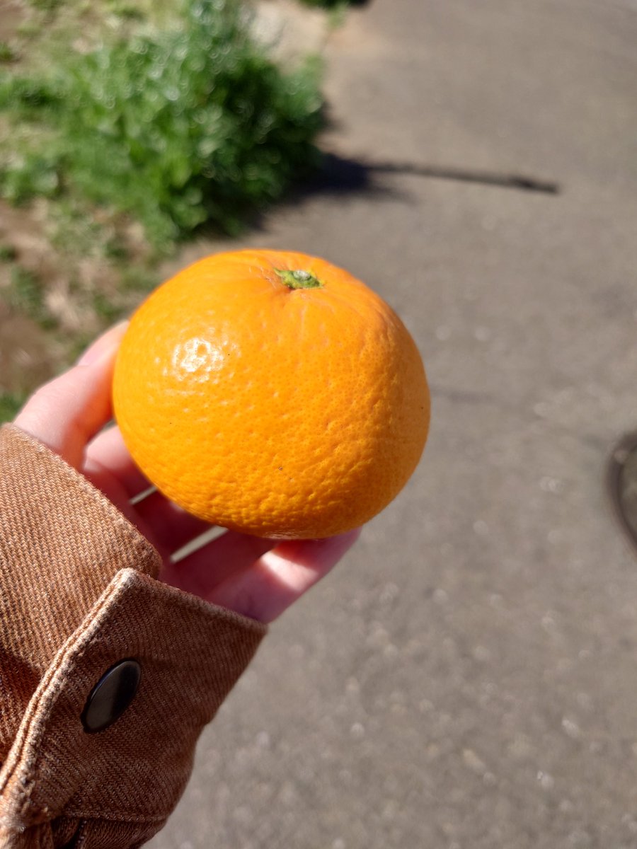 めめこ🌷 tweet media