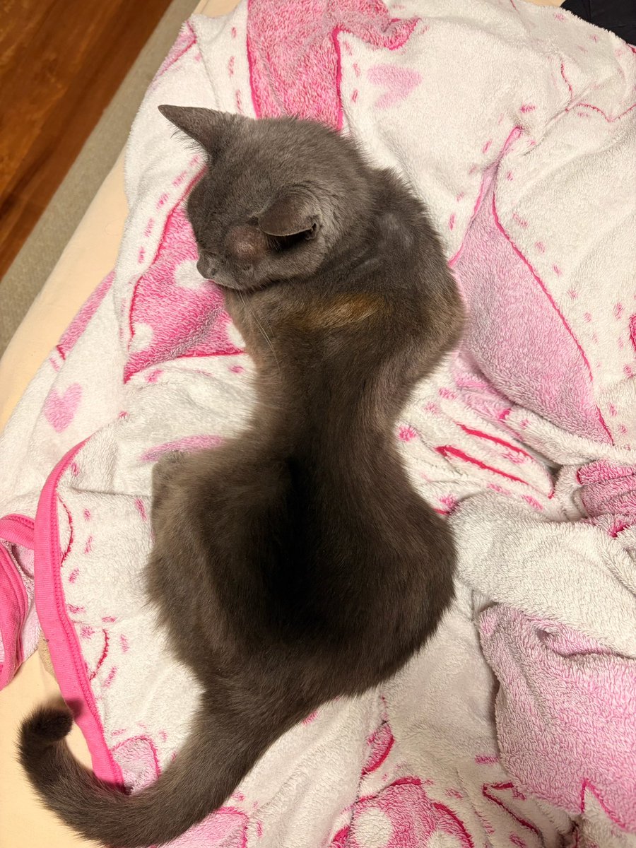 misa (@is2badbitches) on Twitter photo 