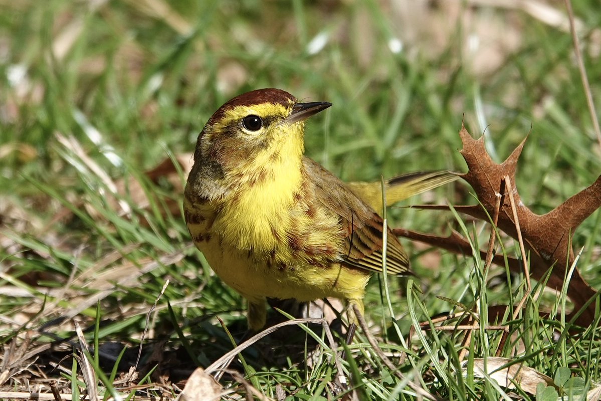 gigpalileo's tweet image. One of the three Palm Warblers foraging on the ground  east end of Maintenance Meadow @CentralParkNYC this afternoon
#birdcpp
#birding
#birdwatching