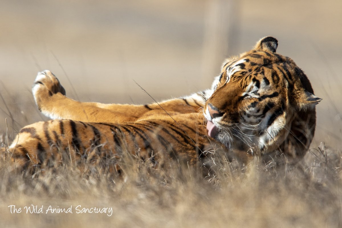 animalsanctuary's tweet image. Picture Of The Day!
Location: The Wild Animal Sanctuary, Keenesburg, CO.

Pachito, our rescued Tiger, says "CAPTION THIS"...

#TheWildAnimalSanctuary #wildanimalsanctuary #Colorado #sanctuary #CaptionThis