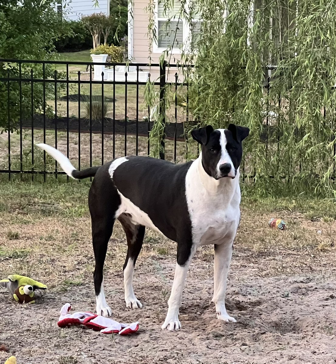 Lola Patolla tweet media