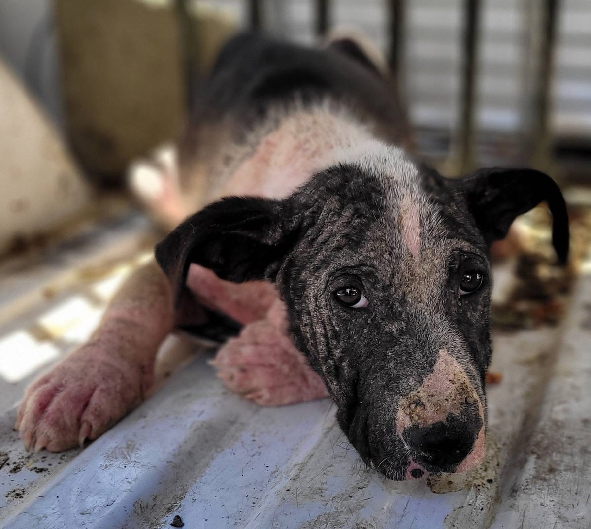 Lola Patolla tweet media