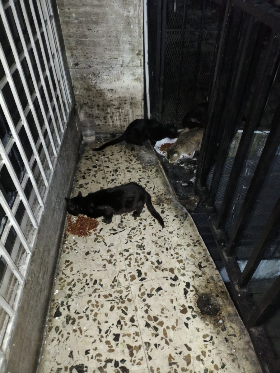 Jose G. Tepedino tweet media