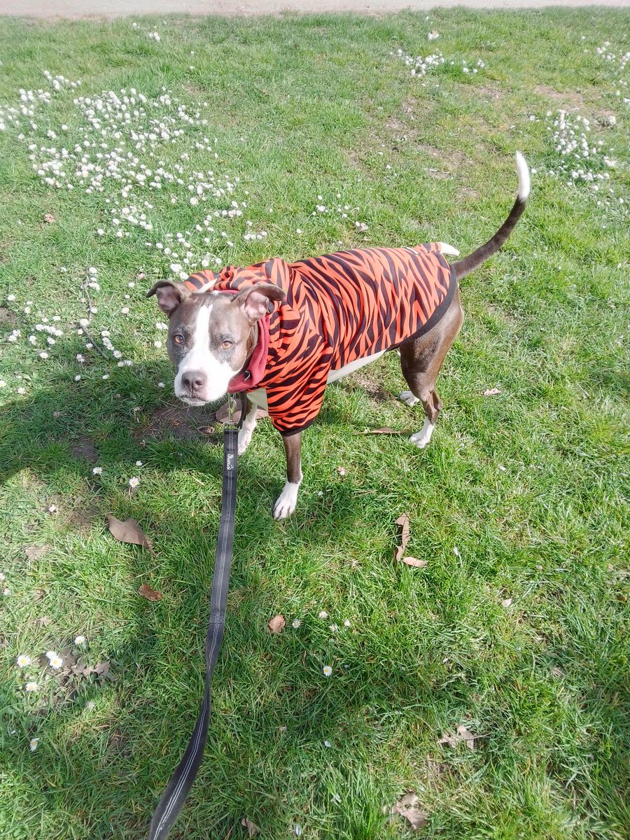 LebrockTony's tweet photo. Tue๐
๐พRiley's PittiePosing๐
๐๐พ๐๐๐๐ถโญ๐๐๐พ๐
#dogpose #dogqueen #pitties #dogsarewonderfull #dogslife #agooddaytobeadog #staffys
#doghoodie #SparkPaws #piti https://t.co/91S0uJfQNm